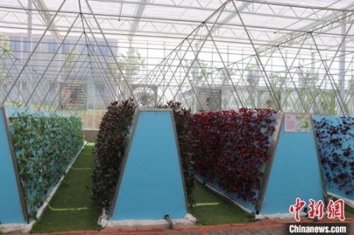 元宇宙·VR数字农业示范基地航天植物工厂气雾培养车间内种植的蔬菜。　熊锦阳 摄